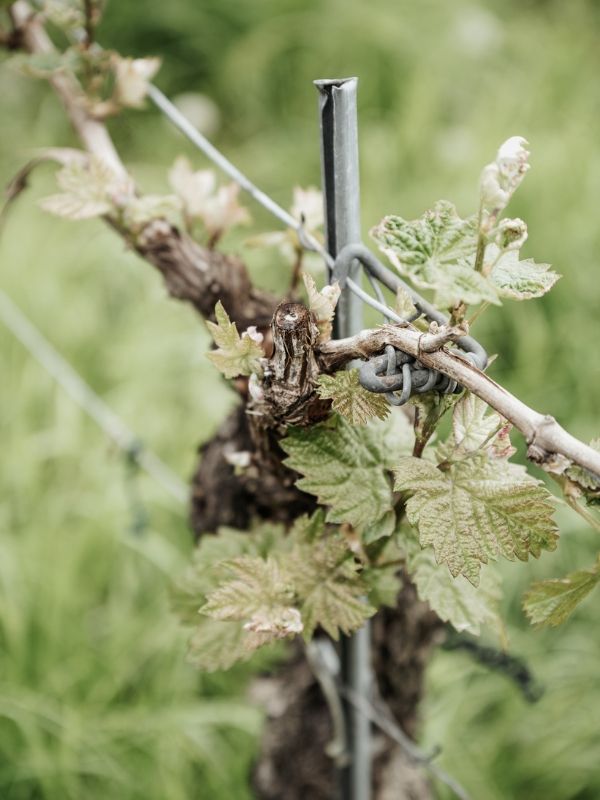 Weingut Simon - Weinrebe